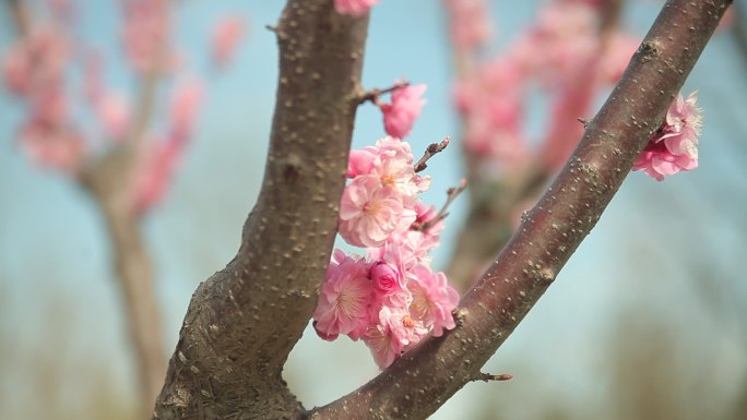 春天桃花盛开公园春游微风