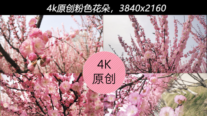 4K高清原创小粉花朵