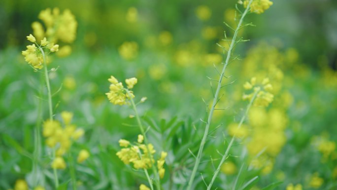 油菜花 唯美梦幻镜头