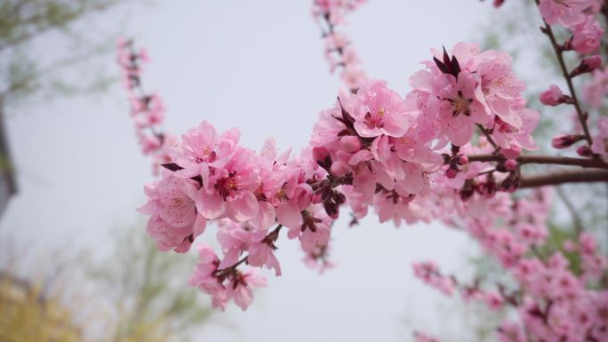 春天的樱花