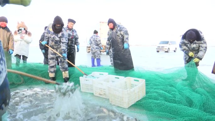 达里湖冬捕节收网华子鱼装箱