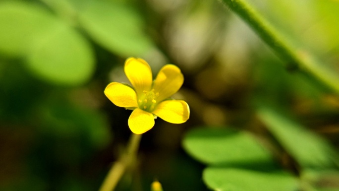 【原创】微距阳光下的黄色小花唯美意境