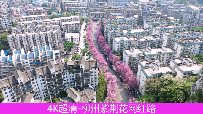 柳州紫荆花网红路