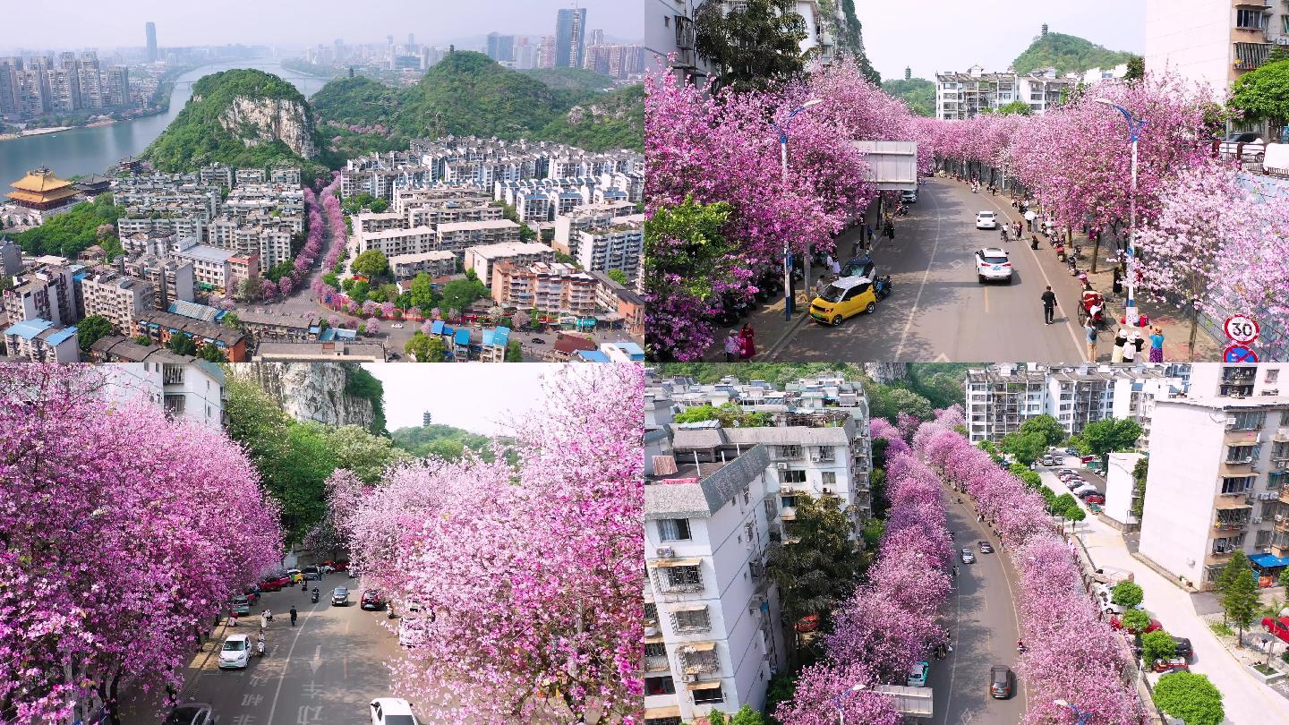 柳州紫荆花网红路