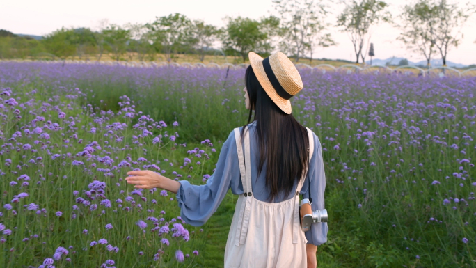 4K春天马鞭草花海中的少女