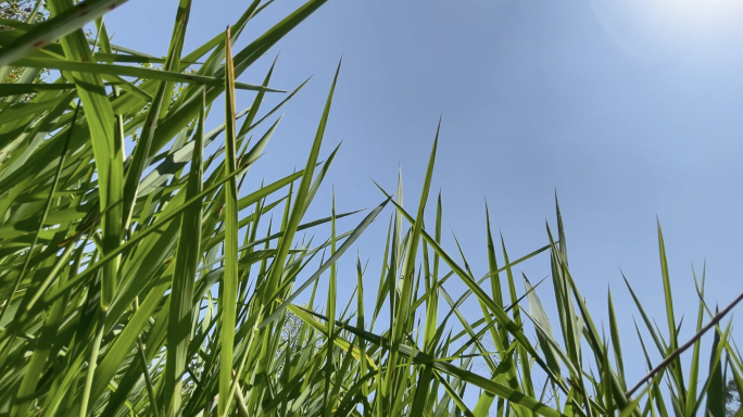 4k 草海 风吹草地 一片翠绿 生机盎然