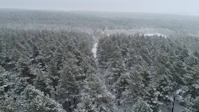 东北 冬天 大雪 纷飞 松树林 原始森林