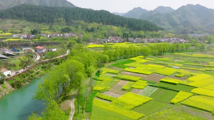 4K航拍汉中勉县龙湾油菜花海