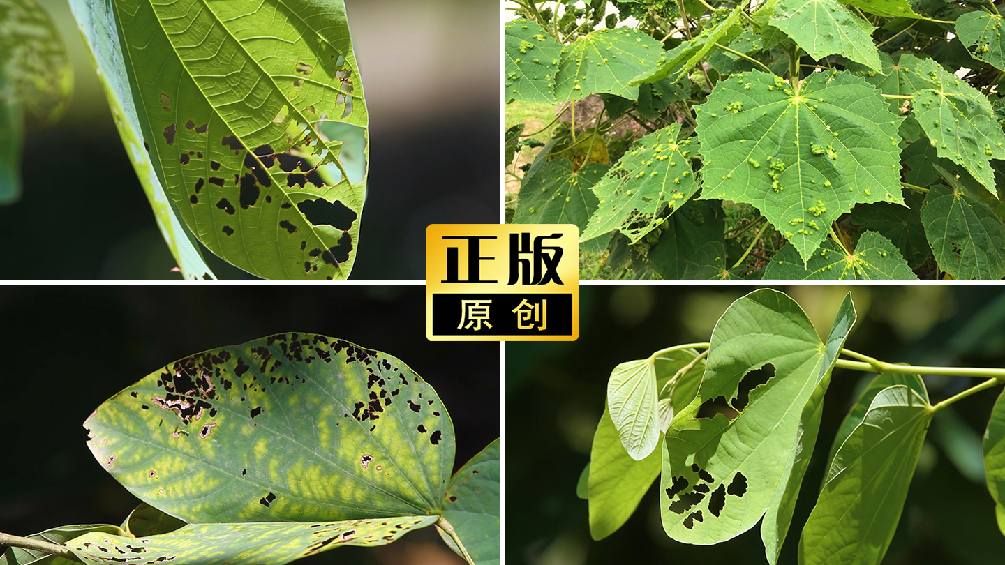 叶子病虫害，植物生虫侵蚀绿叶长虫蛀生病害