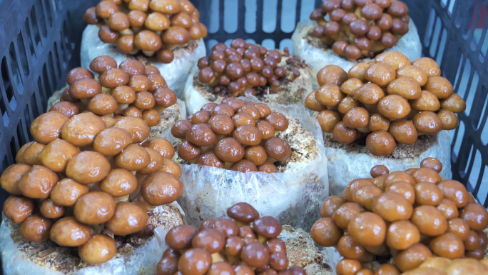 香菇培育 良用菌 磨菇种植