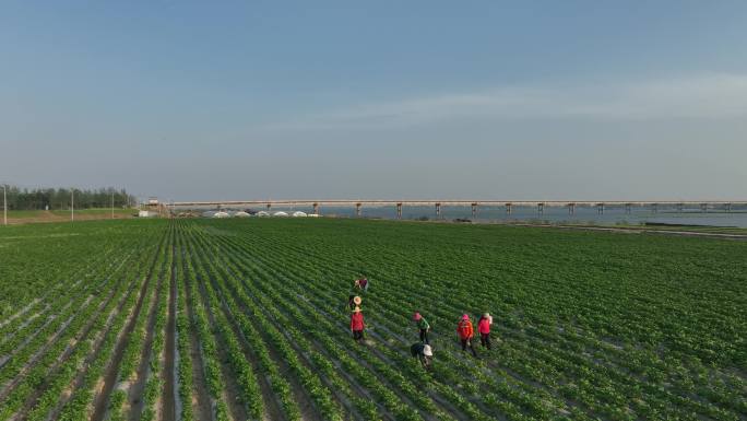 航拍襄阳宜城土豆种植基地自然风光