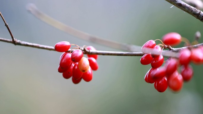 中医中药材山茱萸药材种植基地