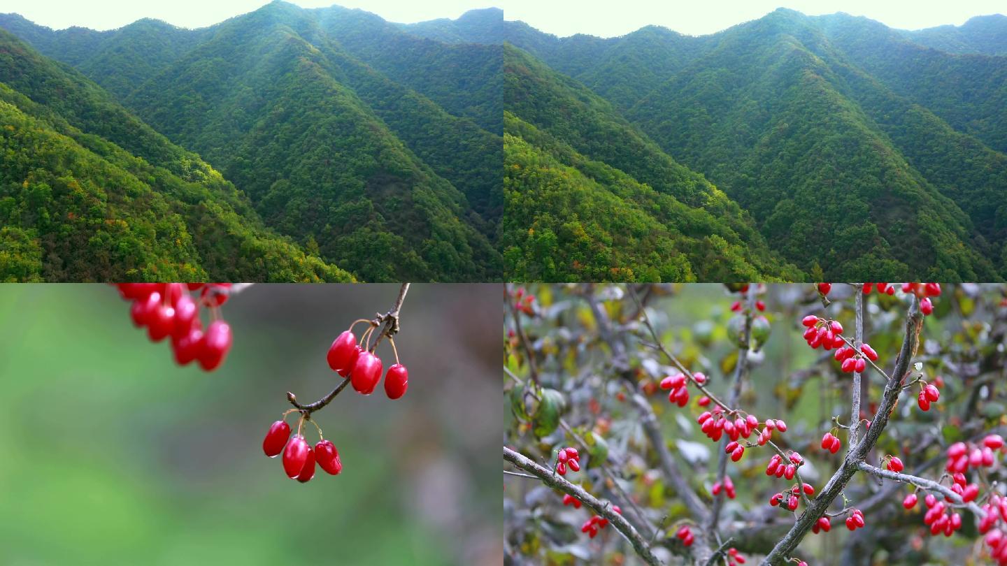 中医中药材山茱萸药材种植基地