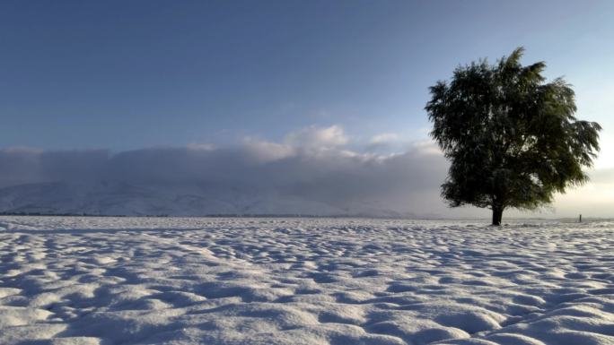 新疆伊犁那拉提草原雪景一颗孤独的树