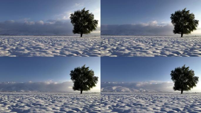 新疆伊犁那拉提草原雪景一颗孤独的树