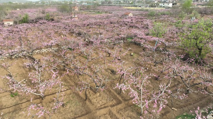 航拍济南仲宫万亩桃花