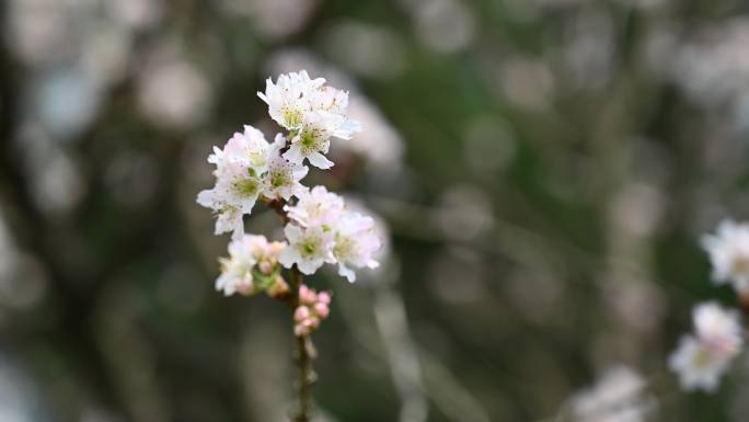 春日樱花浪漫实拍视频