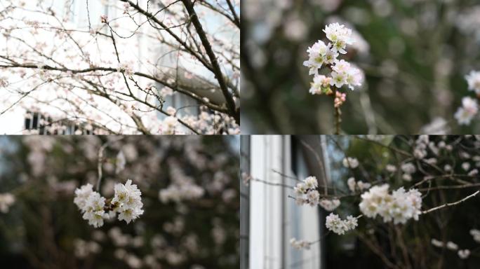 春日樱花浪漫实拍视频