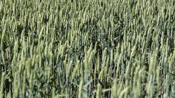 大片麦田 即将成熟的小麦