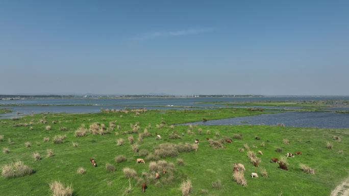 航拍襄阳宜城万洋洲国家湿地公园自然风光