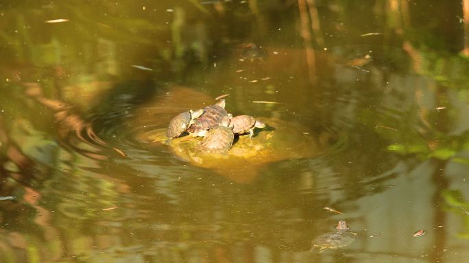 放生池中的乌龟