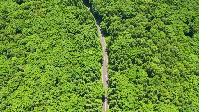 航拍自驾游汽车在森林中的公路上行驶