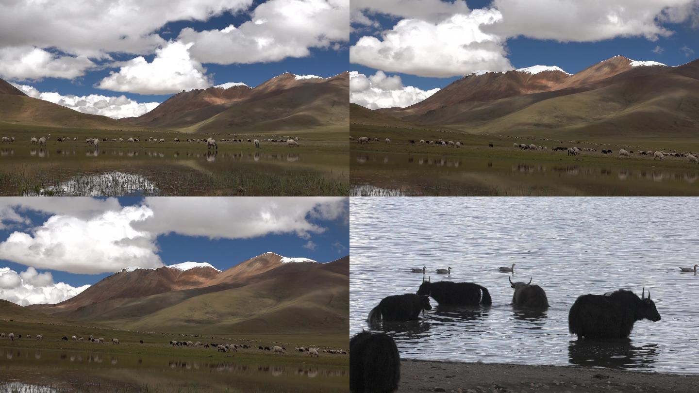 西藏羊马牦牛