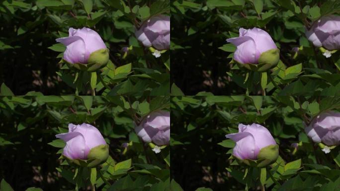 4K实拍牡丹花特写C