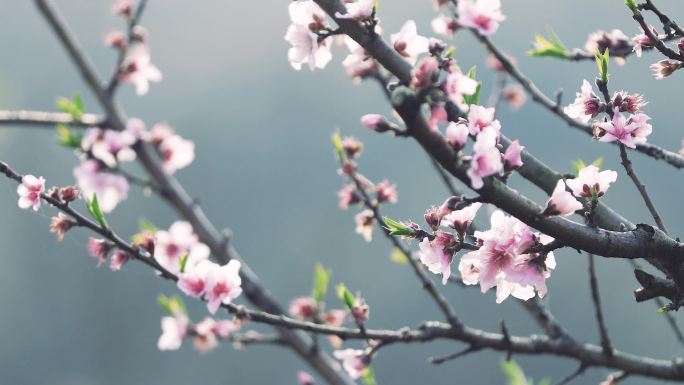 桃花村桃花盛开桃花绽放桃花源春天春天桃花