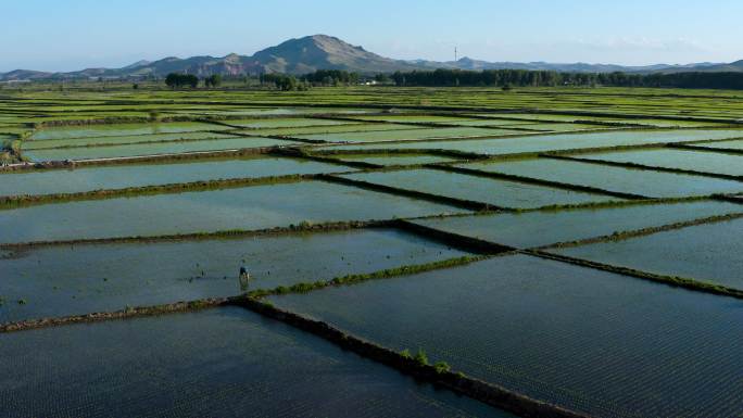 兴安盟水稻种植 4k航拍视频