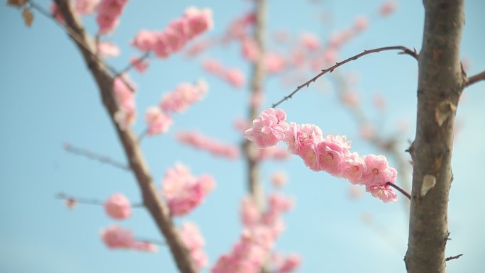 桃花盛开微风春天春风春游