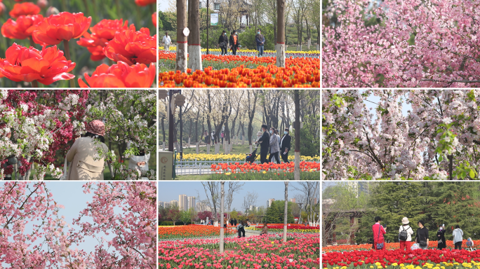 春天市民在公园赏花