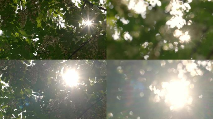 逆光树叶森林树林绿叶阳光透过唯美空镜