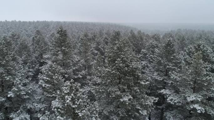 冬天大雪 纷飞 松树林 原始森林  寒冷