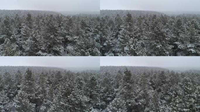 冬天大雪 纷飞 松树林 原始森林  寒冷