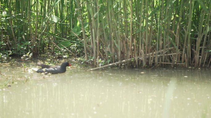 公园湿地里的黑水鸡
