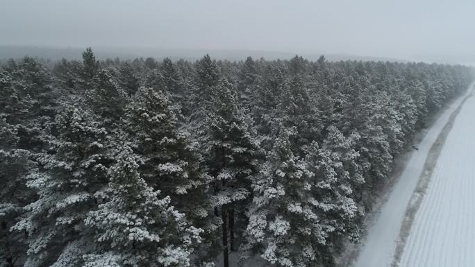 东北冬天大雪纷飞的松树林