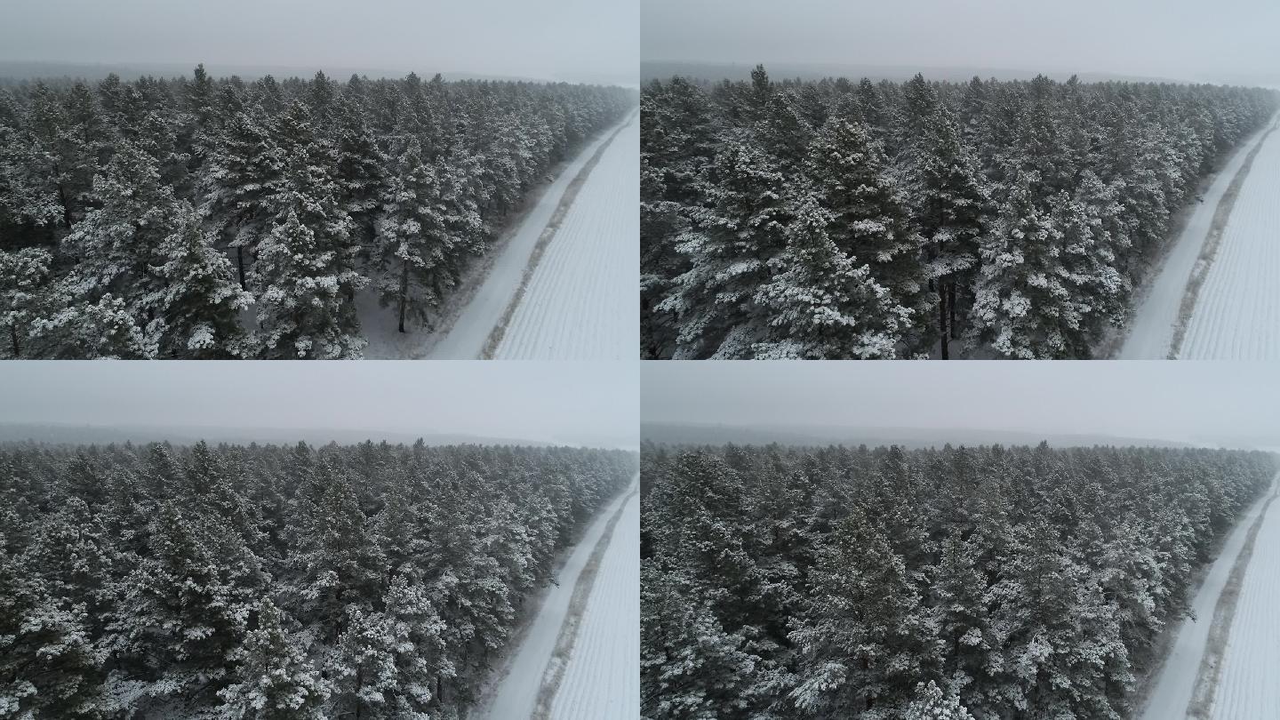 东北冬天大雪纷飞的松树林