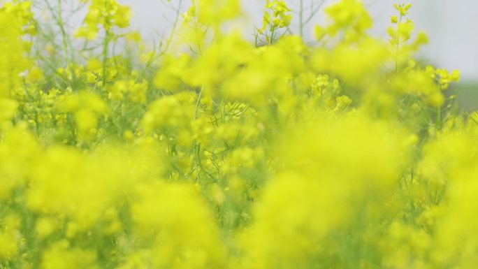 4K油菜花田里蝴蝶蜜蜂飞舞微距特写