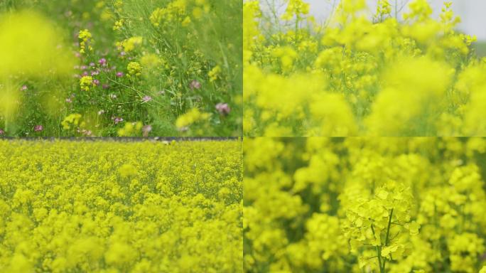 4K油菜花田里蝴蝶蜜蜂飞舞微距特写