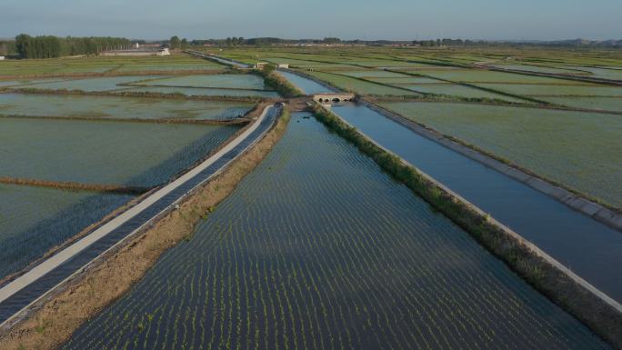 兴安盟水稻种植 4k航拍视频17