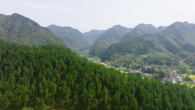 4K航拍汉中勉县龙湾油菜花海