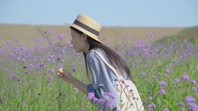 4K春天马鞭草花海中的少女