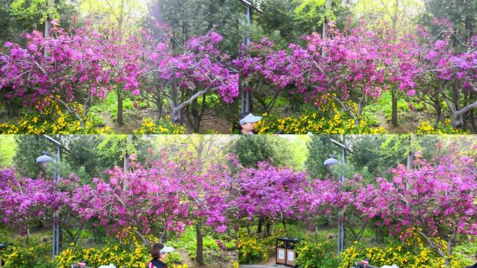 春天里的济南森林公园风光