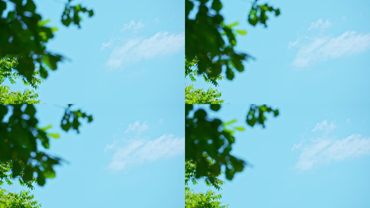 蓝色天空下的绿色树叶唯美大光圈画面