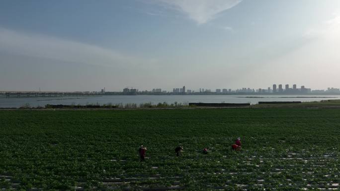航拍襄阳宜城土豆种植基地自然风光