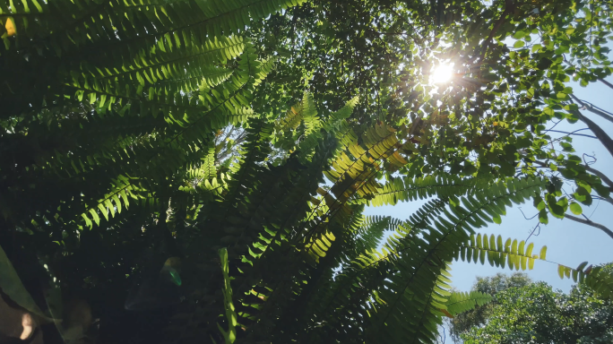 4k 雨林里的蕨类植物 蕨类 绿植热带