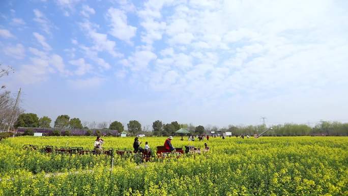 休闲农业乡村故事油菜花海游乐场儿童游乐