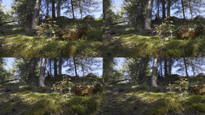 4KHDR慢镜头阳光洒在原始树林自然风光