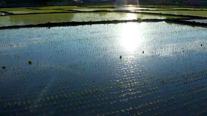 兴安盟水稻种植 4k航拍视频